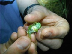 Centrolenidae
