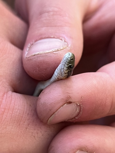 iNaturalist observation photo of Oregon Aquatic Garter Snake