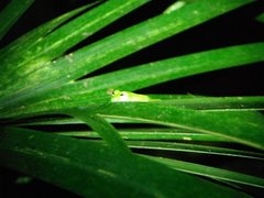 Centrolenidae