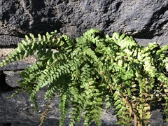 Asplenium platyneuron