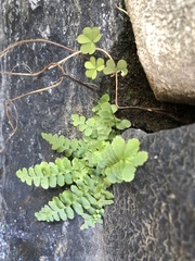 Asplenium platyneuron