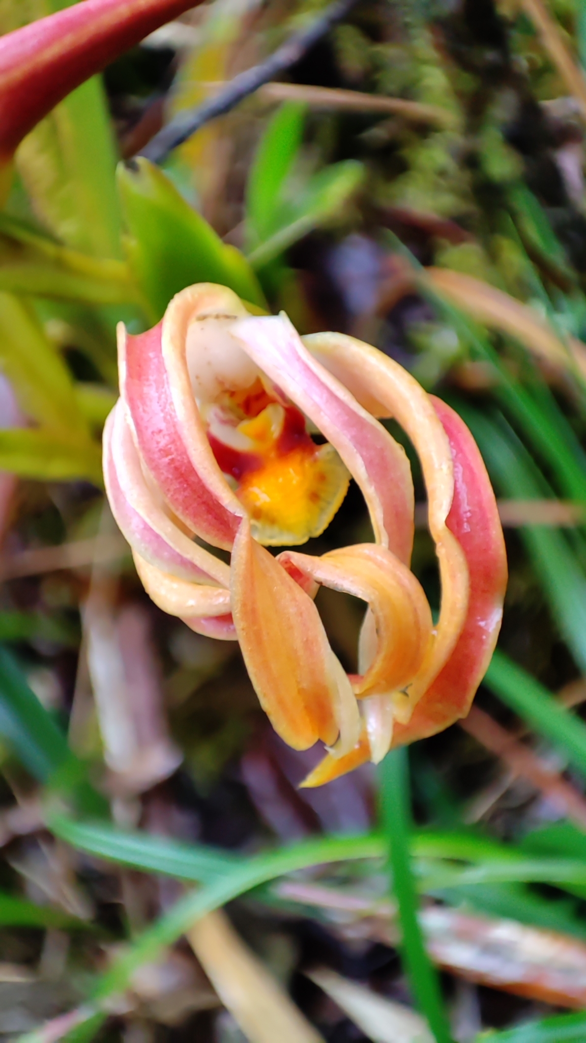 Maxillaria platyloba image