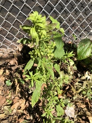 Dysphania ambrosioides