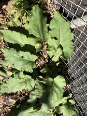 Arctium minus