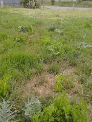 Cynara cardunculus cardunculus