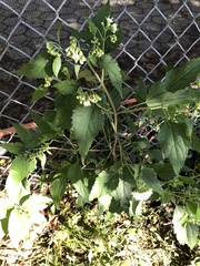 Ageratina altissima