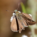 小紋褐弄蝶 - Photo 由 Nidhin Cyril Joseph 所上傳的 (c) Nidhin Cyril Joseph，保留部份權利CC BY-NC