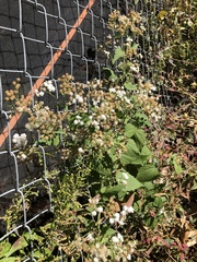 Ageratina altissima