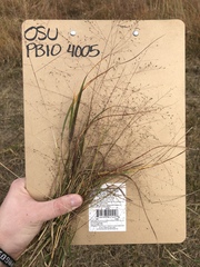 Eragrostis intermedia