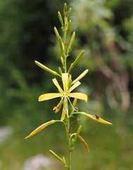 Asphodeline liburnica