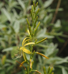 Asphodeline liburnica