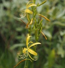 Asphodeline liburnica
