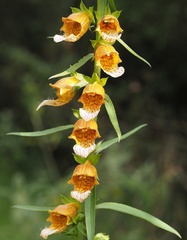 Digitalis laevigata