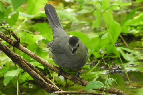 Gray Catbird photographed in Delaware