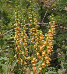 Digitalis laevigata