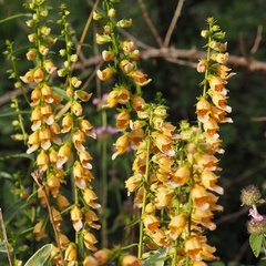 Digitalis laevigata