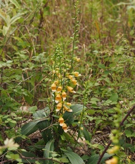 Digitalis laevigata