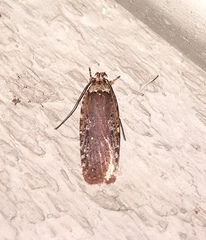 Agonopterix clemensella