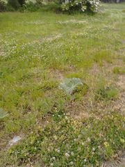 Cynara cardunculus cardunculus