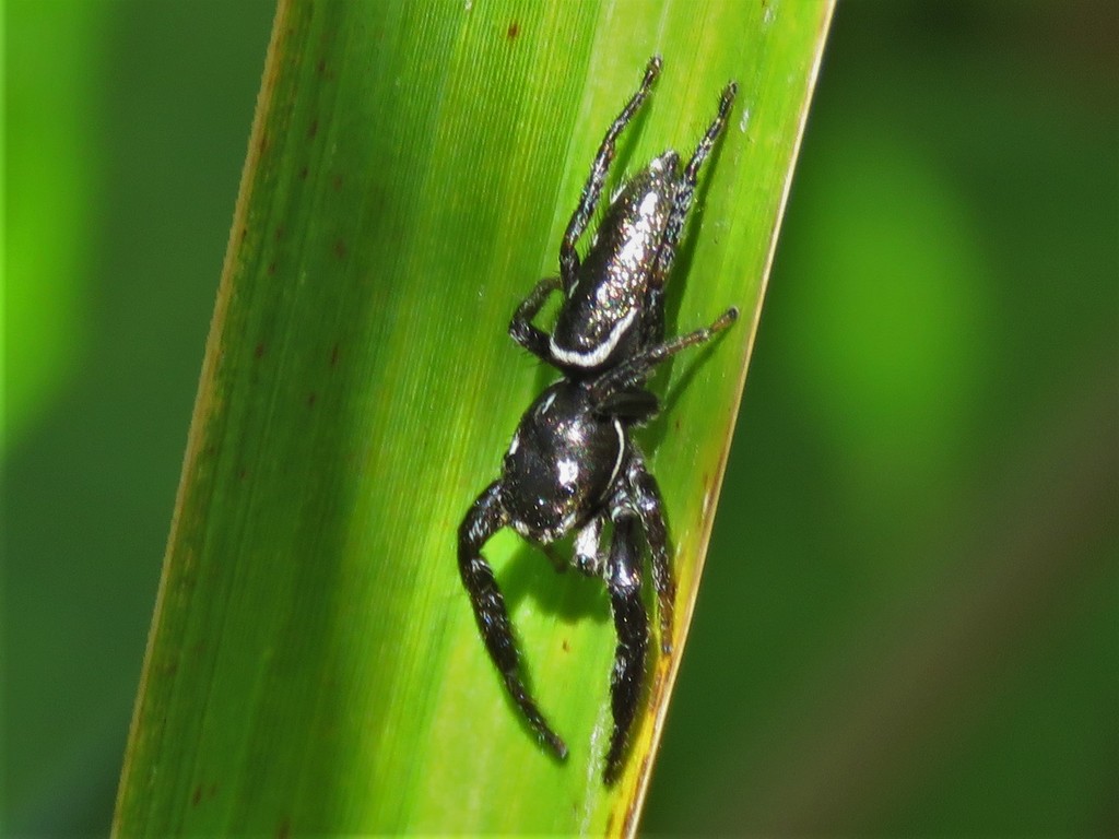 Short-bellied Slender Jumping Spider