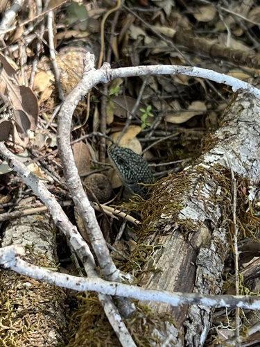 iNaturalist observation photo of Northern Alligator Lizard
