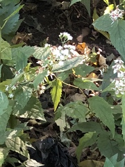 Ageratina altissima