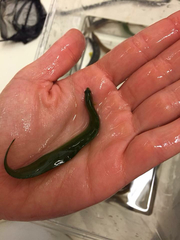 Apodichthys flavidus