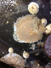 Didemnum carnulentum