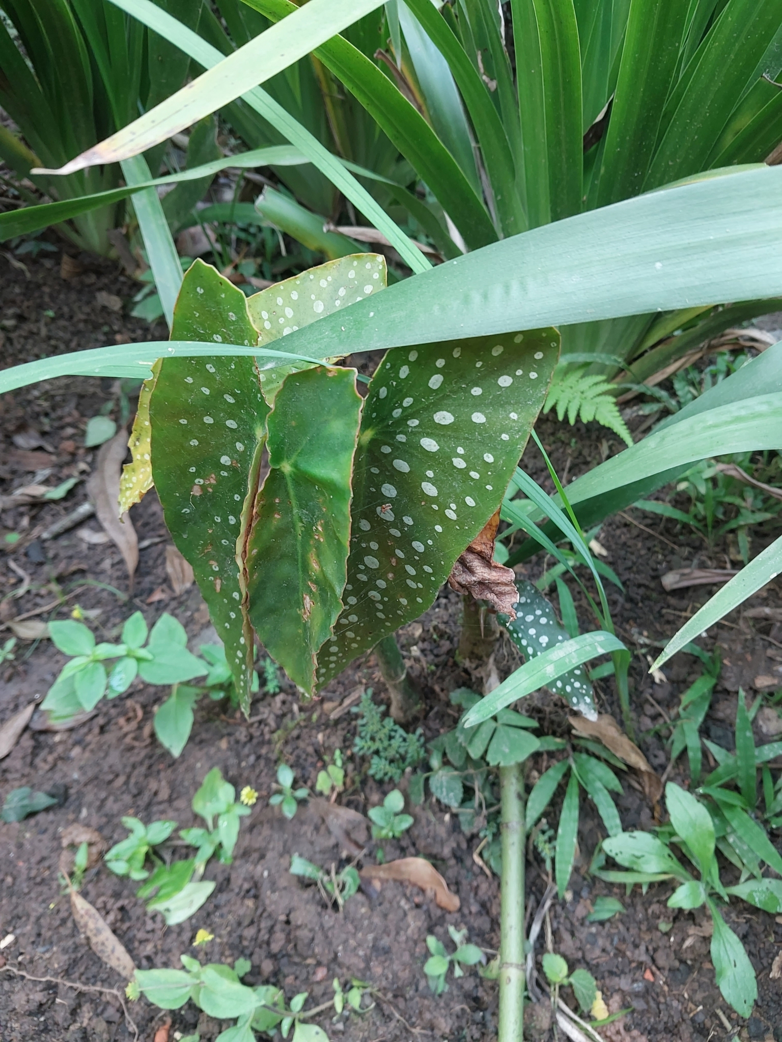 Imagem de Begônia maculata
