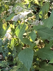 Ageratina altissima