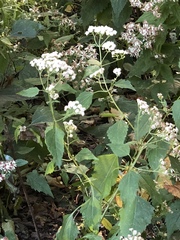 Ageratina altissima