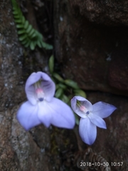 Disa maculata