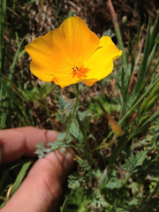 Eschscholzia lobbii