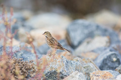 Passerculus sandwichensis beldingi