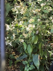 Ageratina altissima