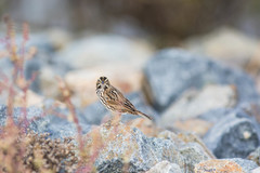 Passerculus sandwichensis beldingi