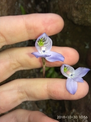 Disa maculata