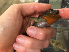 Artedius harringtoni