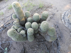 Mammillaria estebanensis