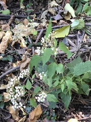 Ageratina altissima