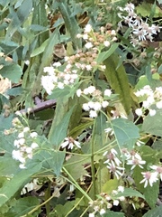 Ageratina altissima