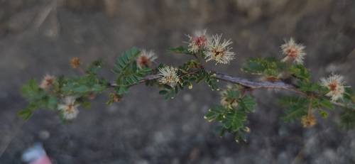 Catclaw mimosa (Mimosa aculeaticarpa)