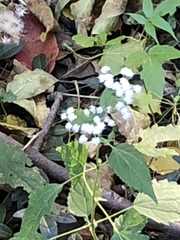 Ageratina altissima