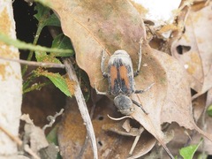 Clinterocera davidis