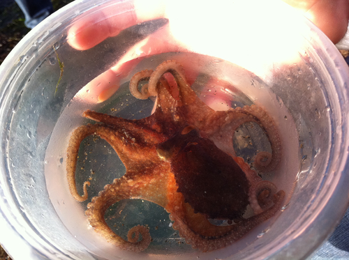 Octopus rubescens