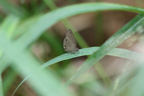 South Texas Satyr photo 5