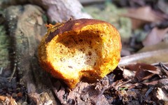 Calvatia rugosa