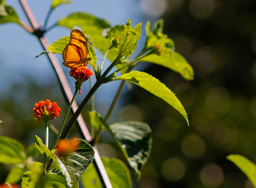 Photo of Julia Heliconian (Dryas iulia)