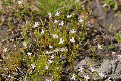 Stylidium despectum