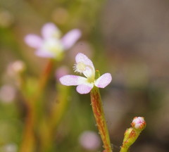 Stylidium despectum